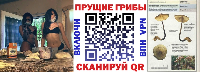 Галлюциногенные грибы Psilocybe Узловая